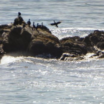 Moonstone Beach - Beaches Near Me - Cambria, California
