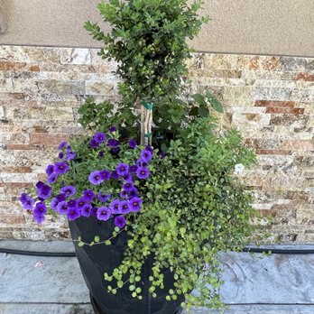 All Points Landscape & Maintenance - a potted plant with purple flowers - Gardeners Near Me All Points Landscape & Maintenance - a potted plant with purple flowers - Gardeners Near Me