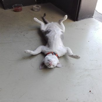Cal's Pet Supply - This is Meow Meow, a happy cat who loves his new toy! - Pet Stores Near Me - San Francisco, California Cal's Pet Supply - This is Meow Meow, a happy cat who loves his new toy! - Pet Stores Near Me - San Francisco, California