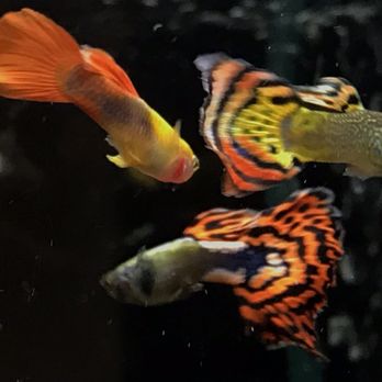 Superway Aquarium - Local Fish Stores Near Me - Hayward, California Superway Aquarium - Local Fish Stores Near Me - Hayward, California