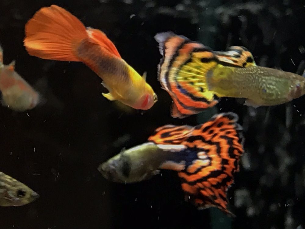 SUPERWAY AQUARIUM 146 Photos & 114 Reviews Local Fish Stores 177