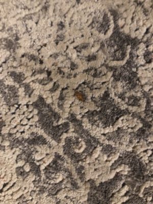 Beacon Properties by null