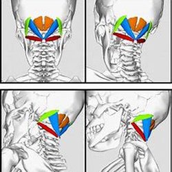 Isaac Wellness Center - Neck pain point.목주위 근육으로 통증 생기는 근육.