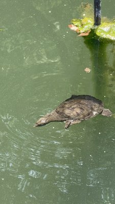 Inokashira Park by null