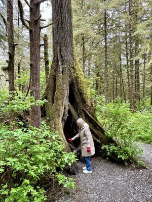 Alaska Rainforest Sanctuary by null