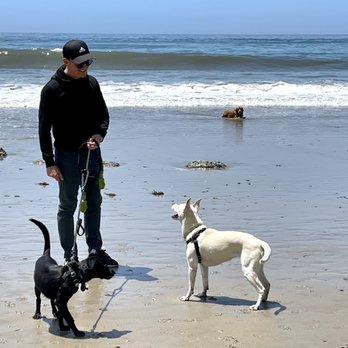 Adopt A Doggie - Beach! - Pet Adoption Near Me Adopt A Doggie - Beach! - Pet Adoption Near Me