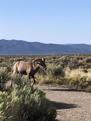 Rio Grande Gorge Bridge by null