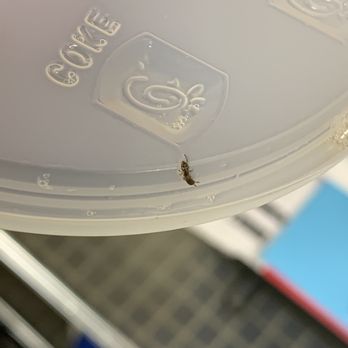 Chick-fil-A - Bug in my drink how is this possible from a place whose supposed to have great service, absolutely unacceptable. - Fast Food Near Me - Humble, Texas