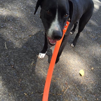 Wag-A-Long Pet Sitting - This is be of the pics I got from Annette while walking my boy. He's all smiles - Dog Walkers Near Me Wag-A-Long Pet Sitting - This is be of the pics I got from Annette while walking my boy. He's all smiles - Dog Walkers Near Me