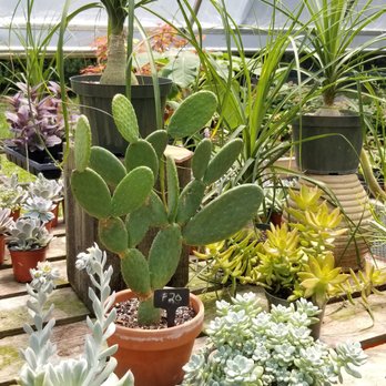 Wild Thyme Farms & Nursery - a variety of plants - Nurseries & Gardening Near Me - Folsom, Louisiana Wild Thyme Farms & Nursery - a variety of plants - Nurseries & Gardening Near Me - Folsom, Louisiana