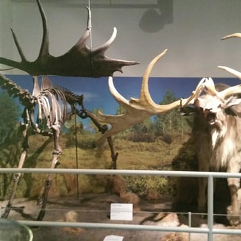 Ulster Museum - One of my favourite displays in the museum. - Museums Near Me - Belfast, BFS
