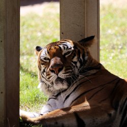 Amarillo Zoo