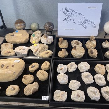 Rocks and Records - Fossils - Vinyl Records Near Me - Indio, California Rocks and Records - Fossils - Vinyl Records Near Me - Indio, California