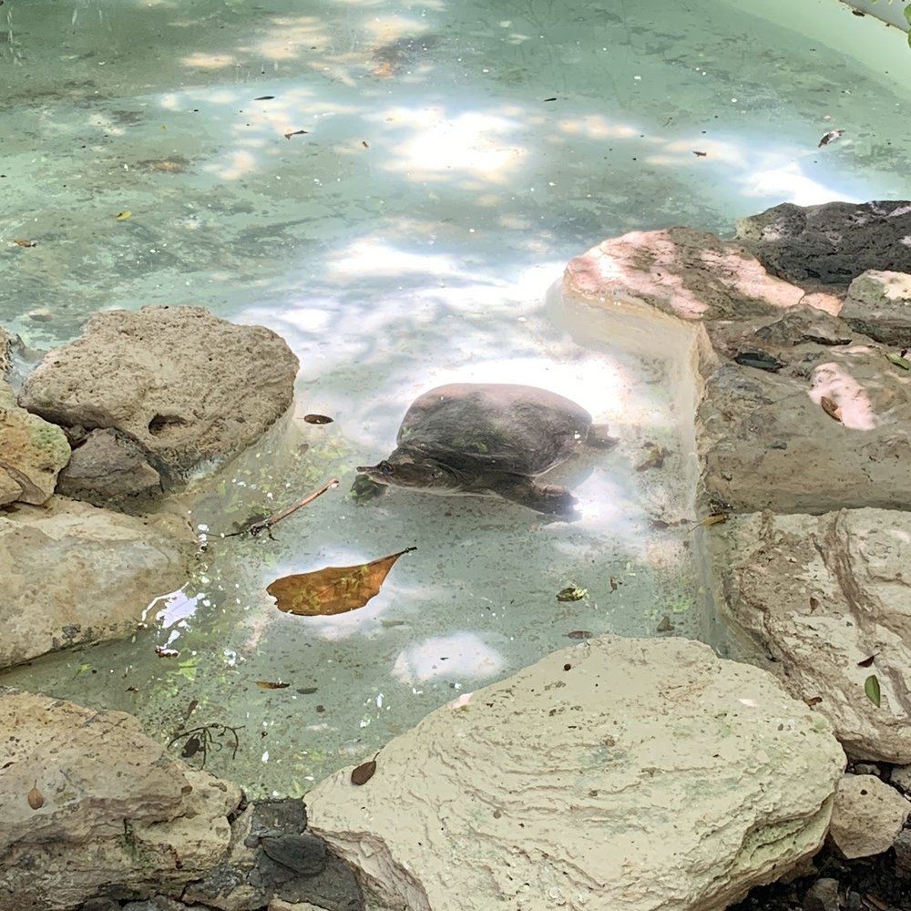 Crococun Zoo - Zoos Near Me - Cancún, ROO Crococun Zoo - Zoos Near Me - Cancún, ROO