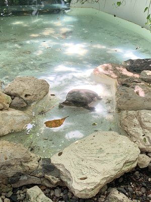 Croco Cun Zoo by null