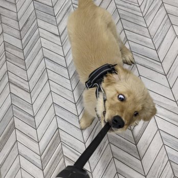 Heckin Good Dog Training - Pet Training Near Me Heckin Good Dog Training - Pet Training Near Me