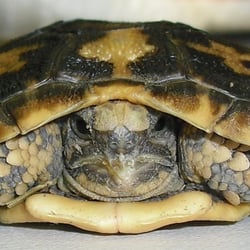 Reptilium