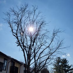 Jose perez tree & landscape