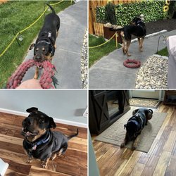 Alpha Zulu K9