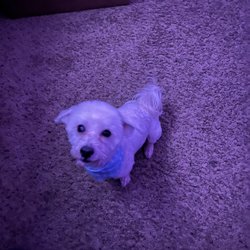 Magikal Hands Grooming, Boarding, & Doggie Daycare