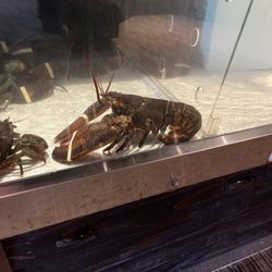 Red Lobster