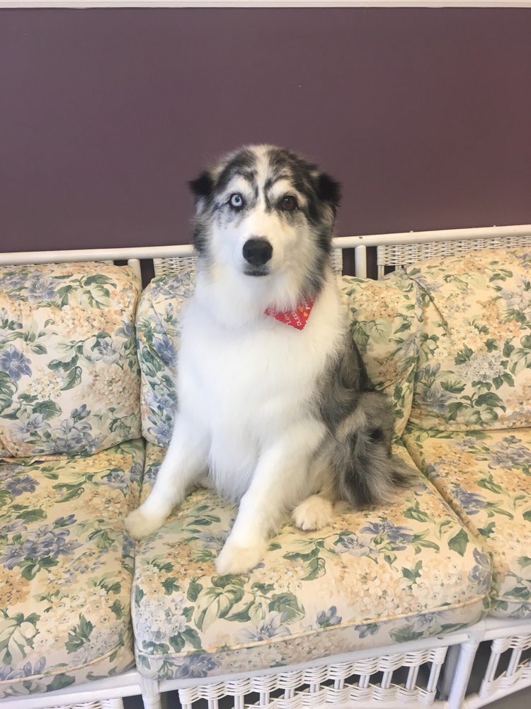 GRATEFUL DOG GROOMING Updated October 2024 29 Photos 90