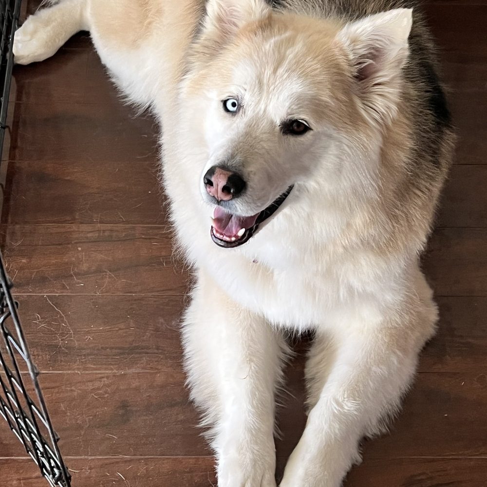 Calling All Paws - Shadow after being groomed at calling all paws - Pet Groomers Near Me - Las Vegas, Nevada