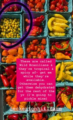 Eckerton Hill Farm by null