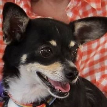 MaxFund - Sophie at Maxfund the day I took her home. She was estimated to be 7yo. - Animal Shelters Near Me - Denver, Colorado
