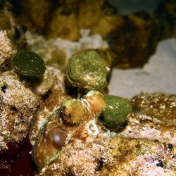 Dive House - Octopus peeking out from behind coral.