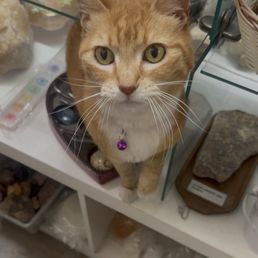 Cat Cat