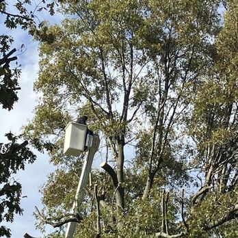 C & J Tree & Lawn Service - Tree Services Near Me