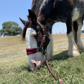 Blueberry Creek Stables - Violet, my Drum Horse, grazing - Horseback Riding Near Me - Converse, Texas Blueberry Creek Stables - Violet, my Drum Horse, grazing - Horseback Riding Near Me - Converse, Texas