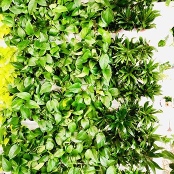 Pigment - Show Wall (for selfies) - Home Decor Near Me - San Diego, California Pigment - Show Wall (for selfies) - Home Decor Near Me - San Diego, California