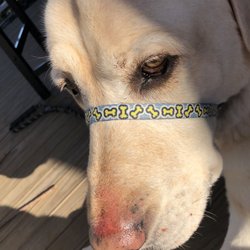Peachy Kleen Pet Grooming