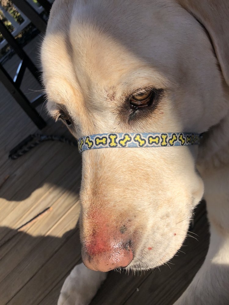 Peachy Kleen Pet Grooming Image