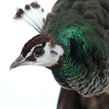 Animal Kingdom - Peafowl, Animal Kingdom. - Veterinarians Near Me - Ann Arbor, Michigan Animal Kingdom - Peafowl, Animal Kingdom. - Veterinarians Near Me - Ann Arbor, Michigan