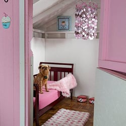 Delaware Pet Stuff - Posh puppy hotel