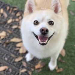 spoiled mutts humble