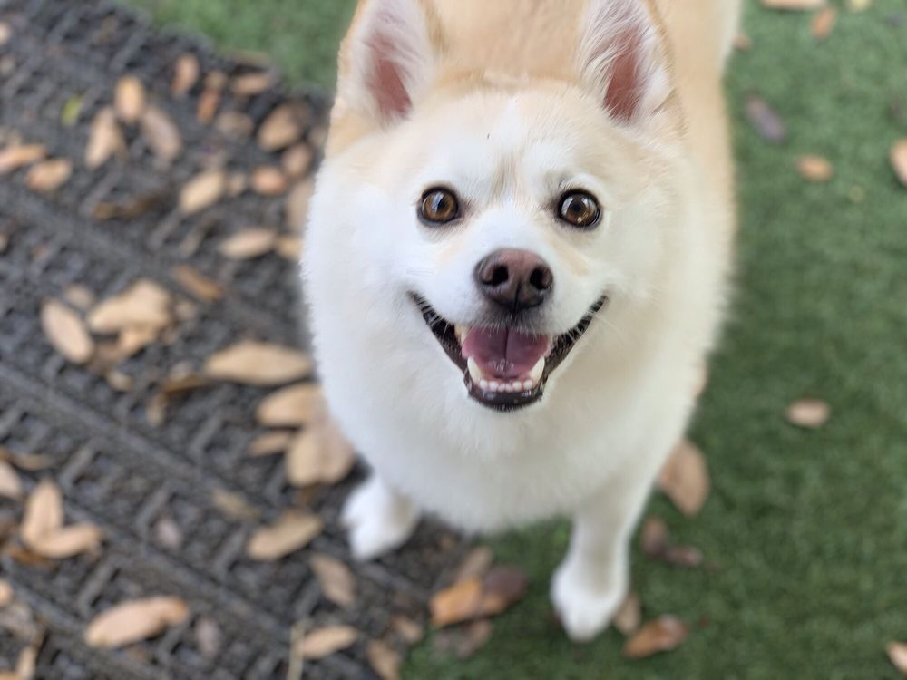 FETCH PET RESORT 40 Photos & 33 Reviews Pet Training 5533 FM 1960