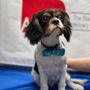 Photo of Rice Village Animal Hospital