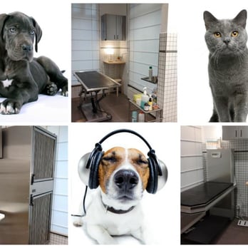 SOS Vétérinaires - SOS Vétérinaires Bruxelles T&T - Veterinarians Near Me - Brussels, BRU SOS Vétérinaires - SOS Vétérinaires Bruxelles T&T - Veterinarians Near Me - Brussels, BRU