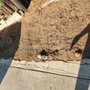 Photo of Carrillo's Landscaping & Tree Service