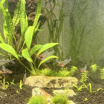 Fish Freaks - My first month. Can't wait for Monte Carlo to "carpet" in the forground! - Local Fish Stores Near Me - Omaha, Nebraska Fish Freaks - My first month. Can't wait for Monte Carlo to "carpet" in the forground! - Local Fish Stores Near Me - Omaha, Nebraska