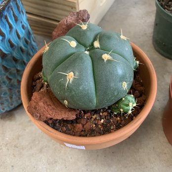 The Catalina Plant - Nurseries & Gardening Near Me - Chicago, Illinois