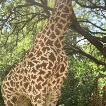 LEGOLAND - Safari Trek - Amusement Parks Near Me - Winter Haven, Florida