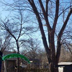 Our Backyard Lawn Service - Large oak in the middle of the yard