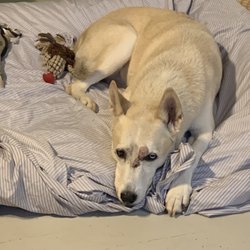 Southgate Veterinary Clinic - The next morning after surgery