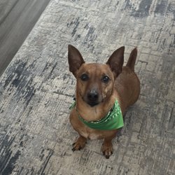 Peace Love and Paws - Tucker w/ his new bandana after getting a bath and nail trim