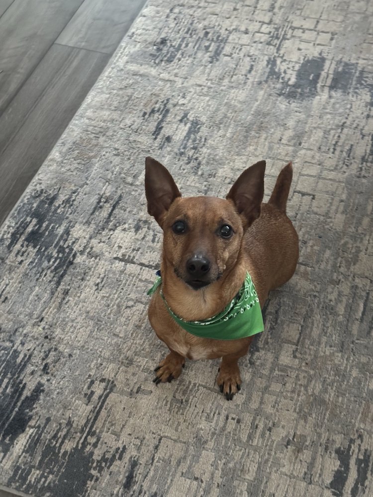 Peace Love and Paws - pet boarding facility in Nashville, TN
